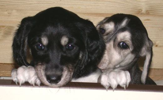 Saluki Welpen 6 Wo, Foto: D.Hintzenberg-Freisleben