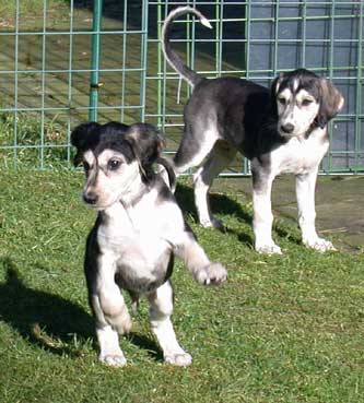 Saluki Welpe 7 Wochen Foto: D.Hintzenberg-Freisleben