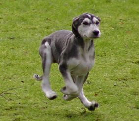 Saluki Welpe 8 Wo Foto: Th.Bergerweiss