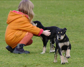 Saluki Welpe 8 Wo Foto: Th.Bergerweiss