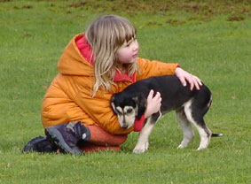 Saluki Welpe 8 Wo Foto: Th.Bergerweiss