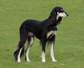 Saluki Welpe 8 Wo Foto: Th.Bergerweiss