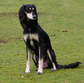 Saluki Welpe 8 Wo Foto: Th.Bergerweiss