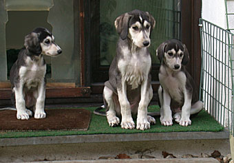 Saluki Welpen 9 Wo Foto: D.Hintzenberg-Freisleben