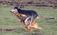 Saluki CH Villymona Sawahin, Dt.Coursing-Siegerin 2001,  Foto: Michael Behrmann