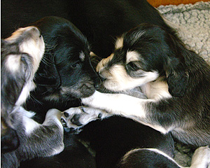 Sawahin Saluki Welpen Foto: D.Hintzenberg-Freisleben