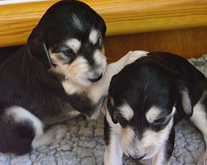 Sawahin Saluki Welpen Foto: D.Hintzenberg-Freisleben