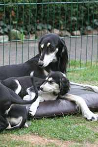 Sawahin Salukis E-Wurf Foto: D.Hintzenberg-Freisleben