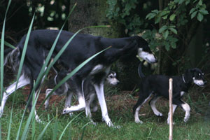 Sawahin Salukis, Foto: D.Hintzenberg-Freisleben