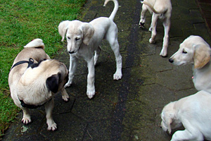 Sawahin Saluki Welpen 8 Wochen, Foto: D.Hintzenberg-Freisleben