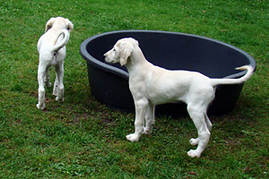 Sawahin Saluki Welpen 8 Wochen, Foto: D.Hintzenberg-Freisleben