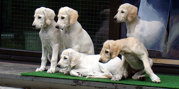 Sawahin Saluki Welpen 8 Wochen, Foto: D.Hintzenberg-Freisleben