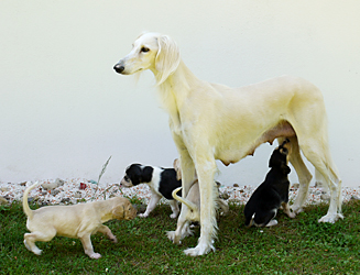 EUKANUBA World Challenge Winner 2008 CH Dakira Sawahin mit ihren Welpen, 4 Wochen alt, Foto: D.Hintzenberg-Freisleben