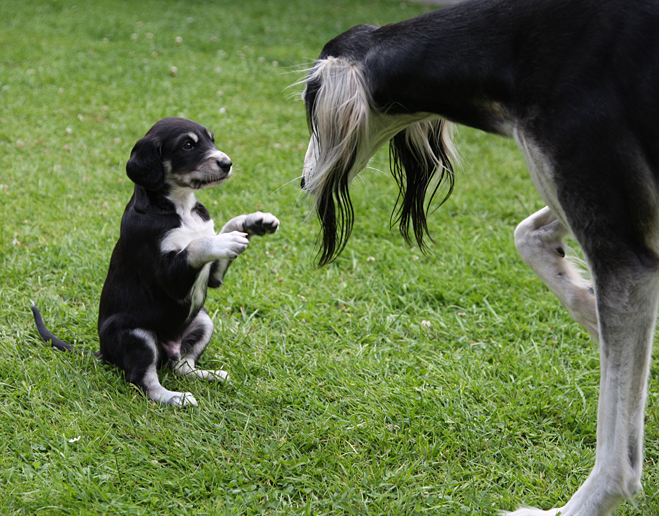 Sawahin Saluki Welpe 4 Wochen mit Ch Karob Cyrene Keokeo of Sawahin, Foto: D.Hintzenberg-Freisleben