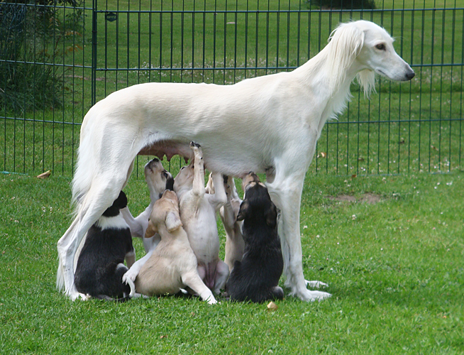 Deko Hund, Welpe in Baden-Württemberg - Hüffenhardt