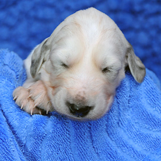 Sawahin Saluki-Welpen, 2 Wochen alt, J-Wurf, Foto: D.Hintzenberg-Freisleben