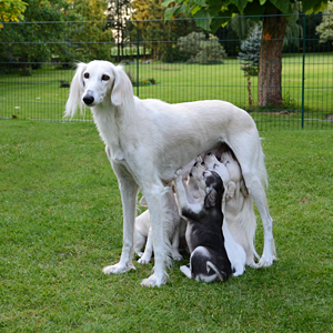 Sawahin Salukis, 5 Wochen alt, Foto: D.Hintzenberg-Freisleben, www.sawahin.de