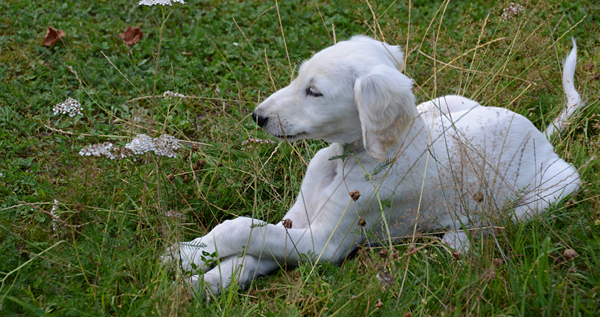 Sawahin Salukis, 8 Wochen, K-Wurf, Foto: D.Hintzenberg-Freisleben