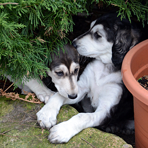 Sawahin Salukis, L-Wurf, 6 Wochen, Foto: D.Hintzenberg-Freislebe