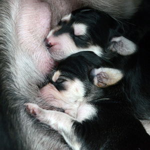 Sawahin-L-litter 3 days old, Foto: D.Hintzenberg-Freisleben