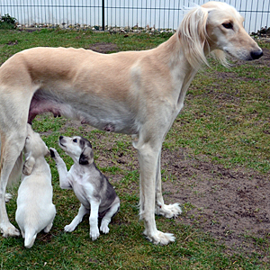 Sawahin Salukis, M-Wurf, 4 Wochen und 4 Tage alt, Foto: D.Hintzenberg-Freislebe