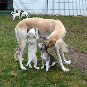 Sawahin Salukis, M-Wurf, 4 Wochen und 4 Tage alt, Foto: D.Hintzenberg-Freislebe