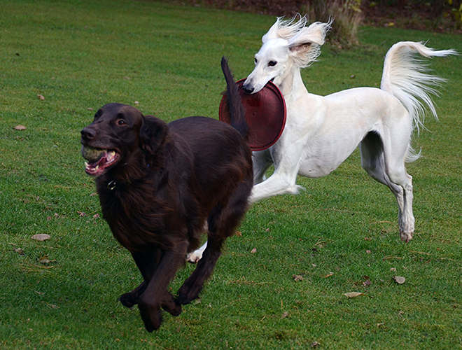 Sawahin Salukis, Retriever und Saluki im Spiel, Foto D.Hintzenberg-Freisleben