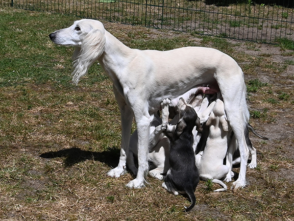 Sawahin Welpen 5 Wochen alt, Foto D.Hintzenberg-Freisleben